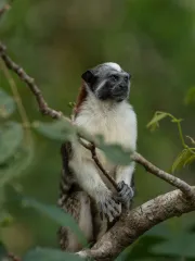 A tamarin monkey perched on a branch in Panama