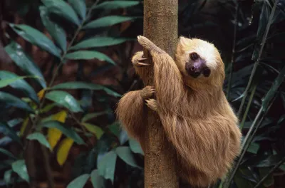Sloth climbing a tree at the Gamboa Sloth Sanctuary