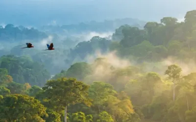 Aventura en tirolesa por la selva tropical de Panamá