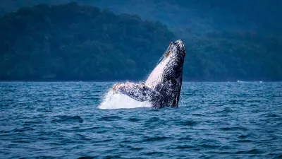 Humpback whale watching in Panama