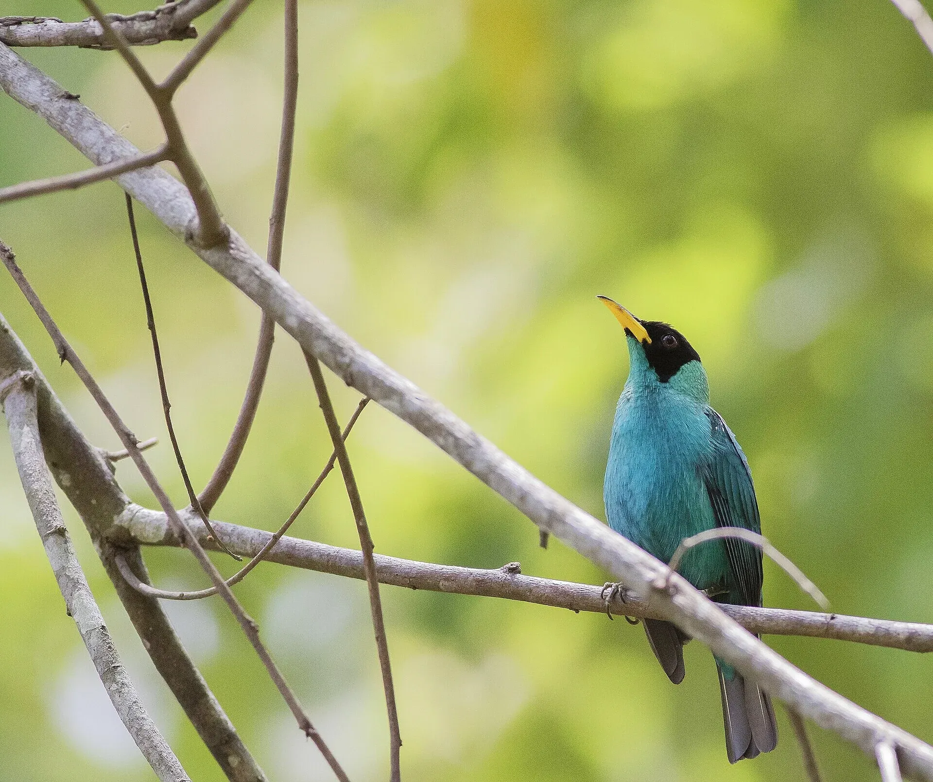 Green honeycreeper representing Panama's colorful birdlife