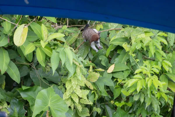 Capuchin monkey up close on Monkey Island