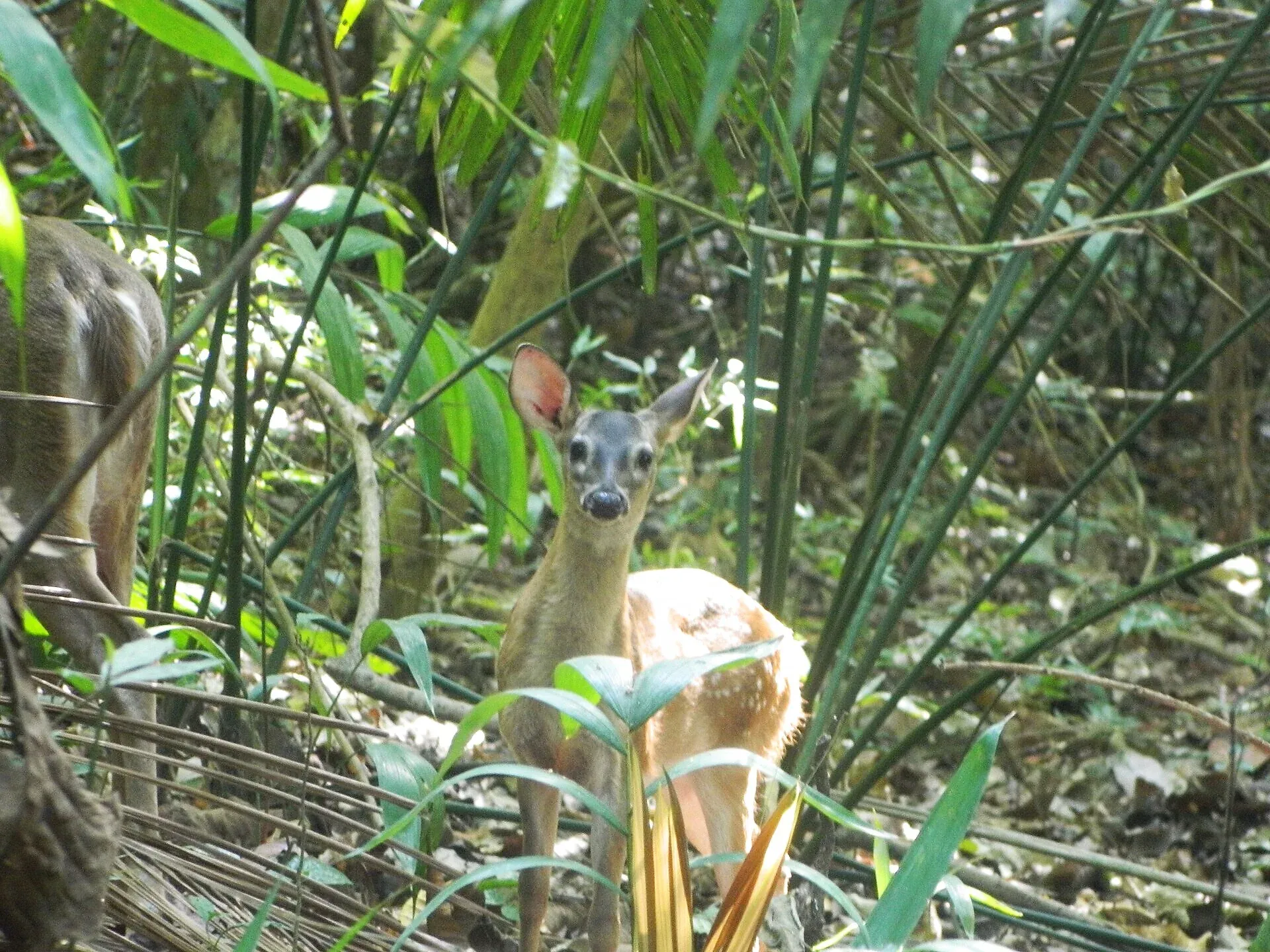 White-tailed deer in the tropical forest at Metropolitan Natural Park