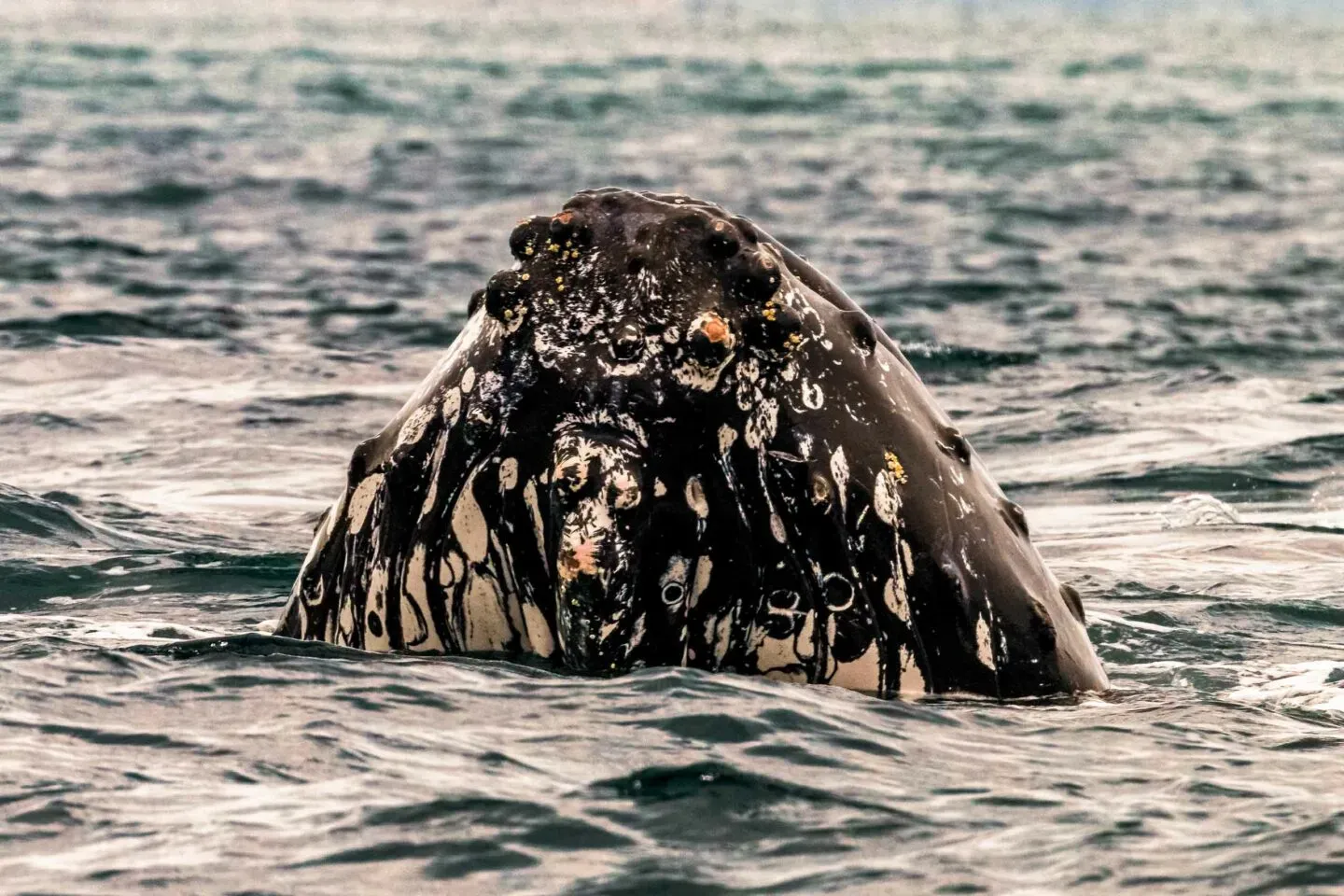 Humpback whale surfacing in the water off the Pearl Islands
