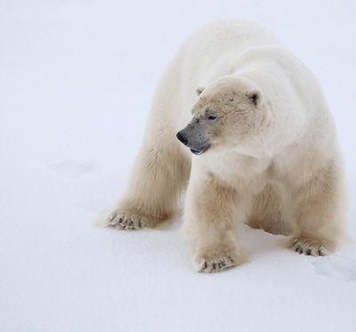 Quark Expeditions