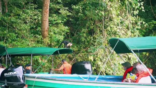 Monkey visiting the tour boat on Gatun Lake