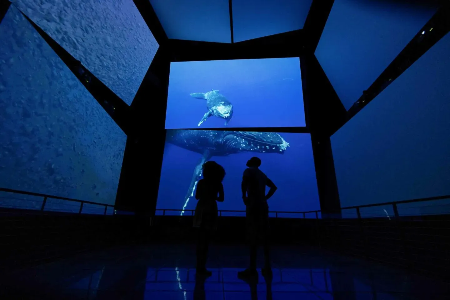 Visitors viewing a marine exhibit inside Biomuseo