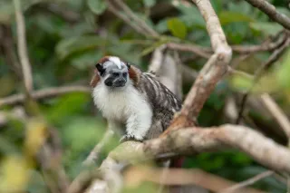 Île aux singes